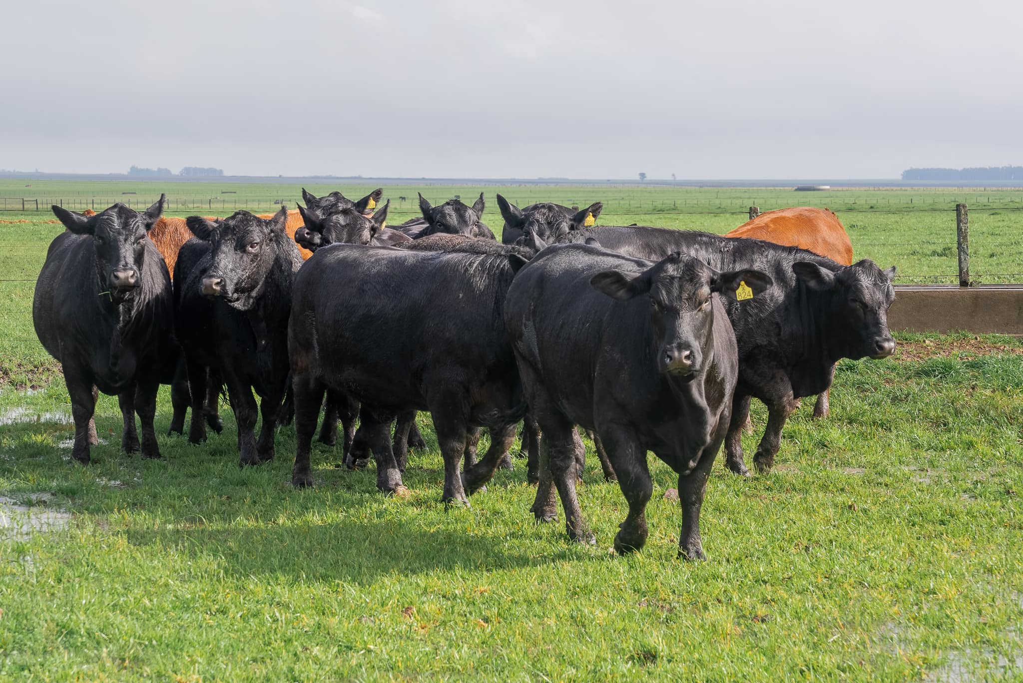 Angus em ambiente de campo da GAP