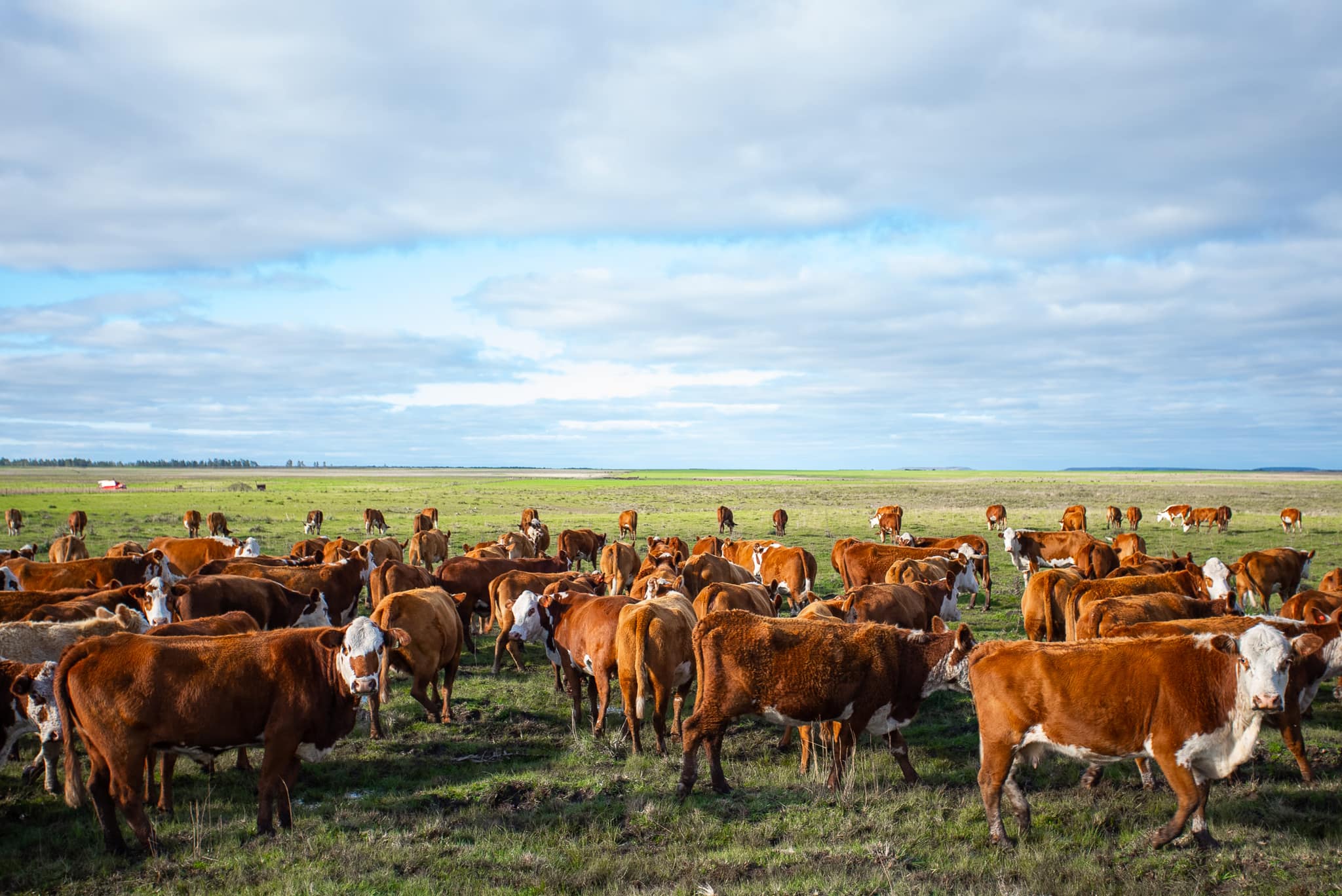 Braford em ambiente de campo da GAP