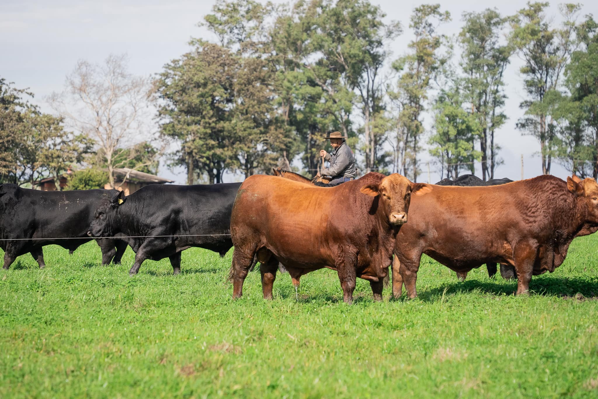 Animais e equipe durante uma apresentação de genética bovina da GAP