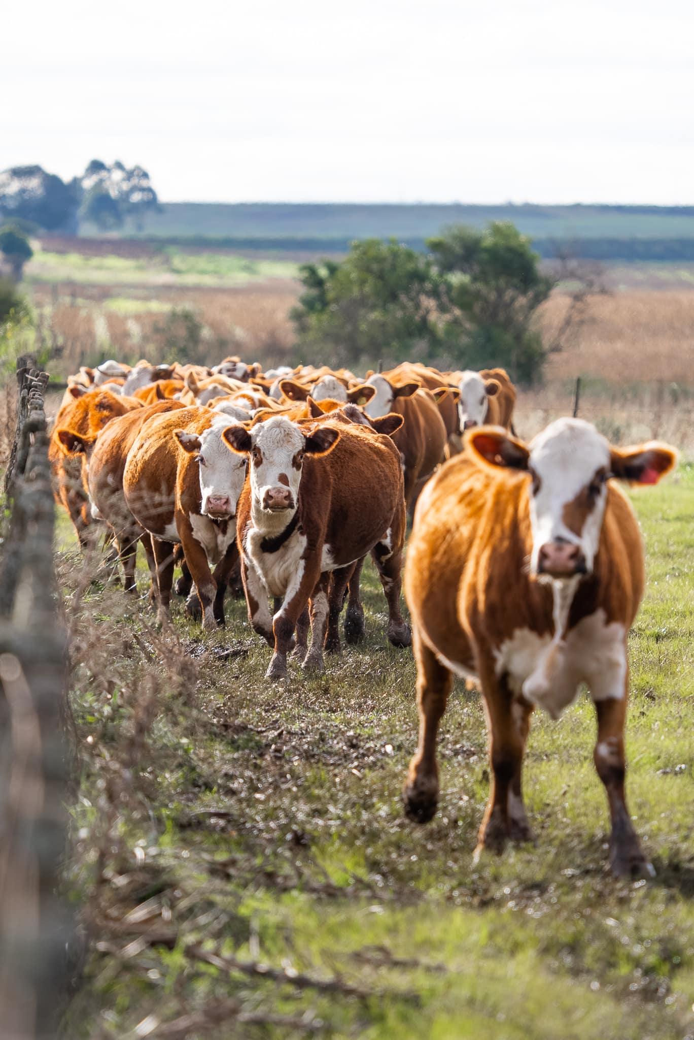 Hereford em ambiente de campo da GAP