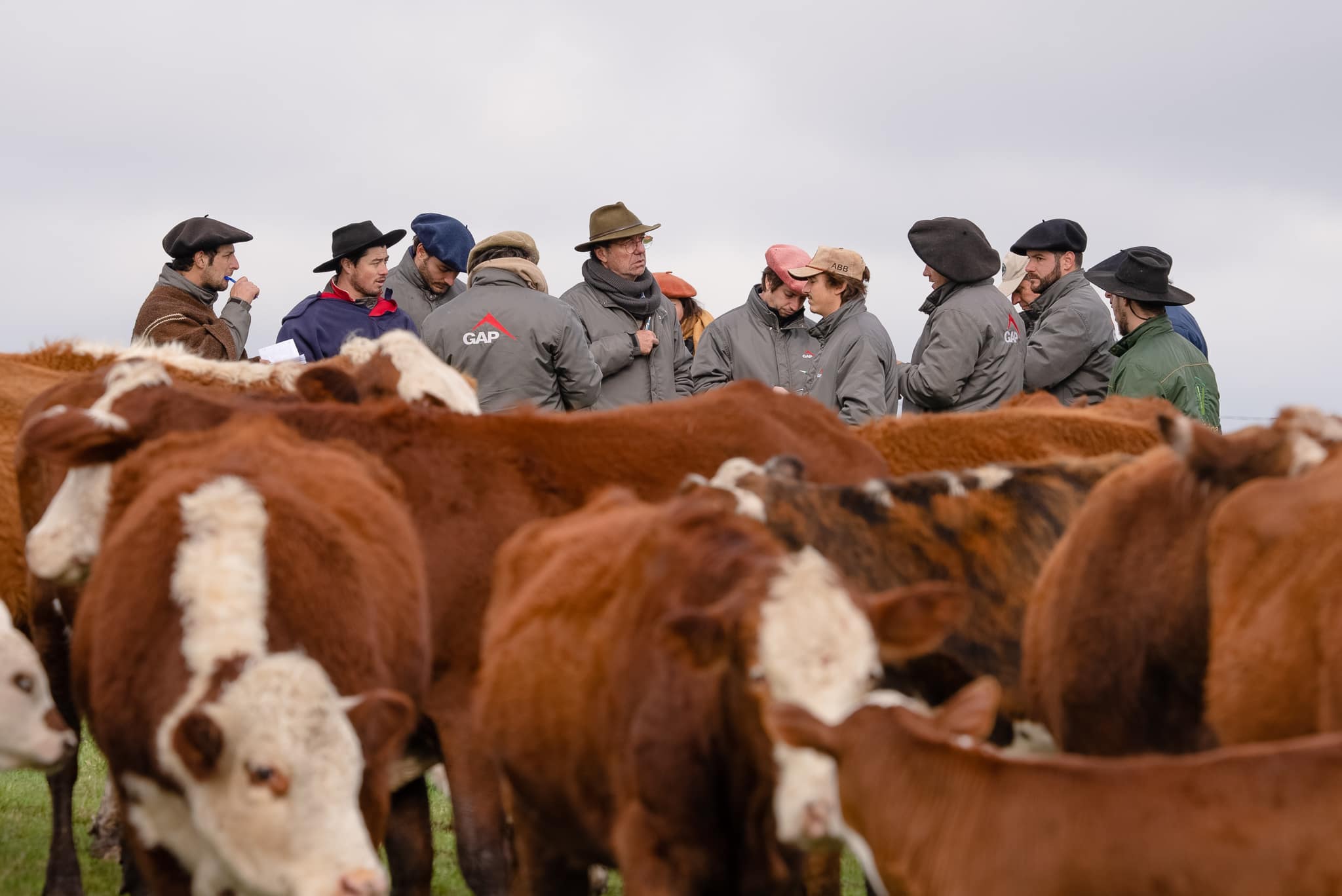 Rebanho Hereford da GAP no campo