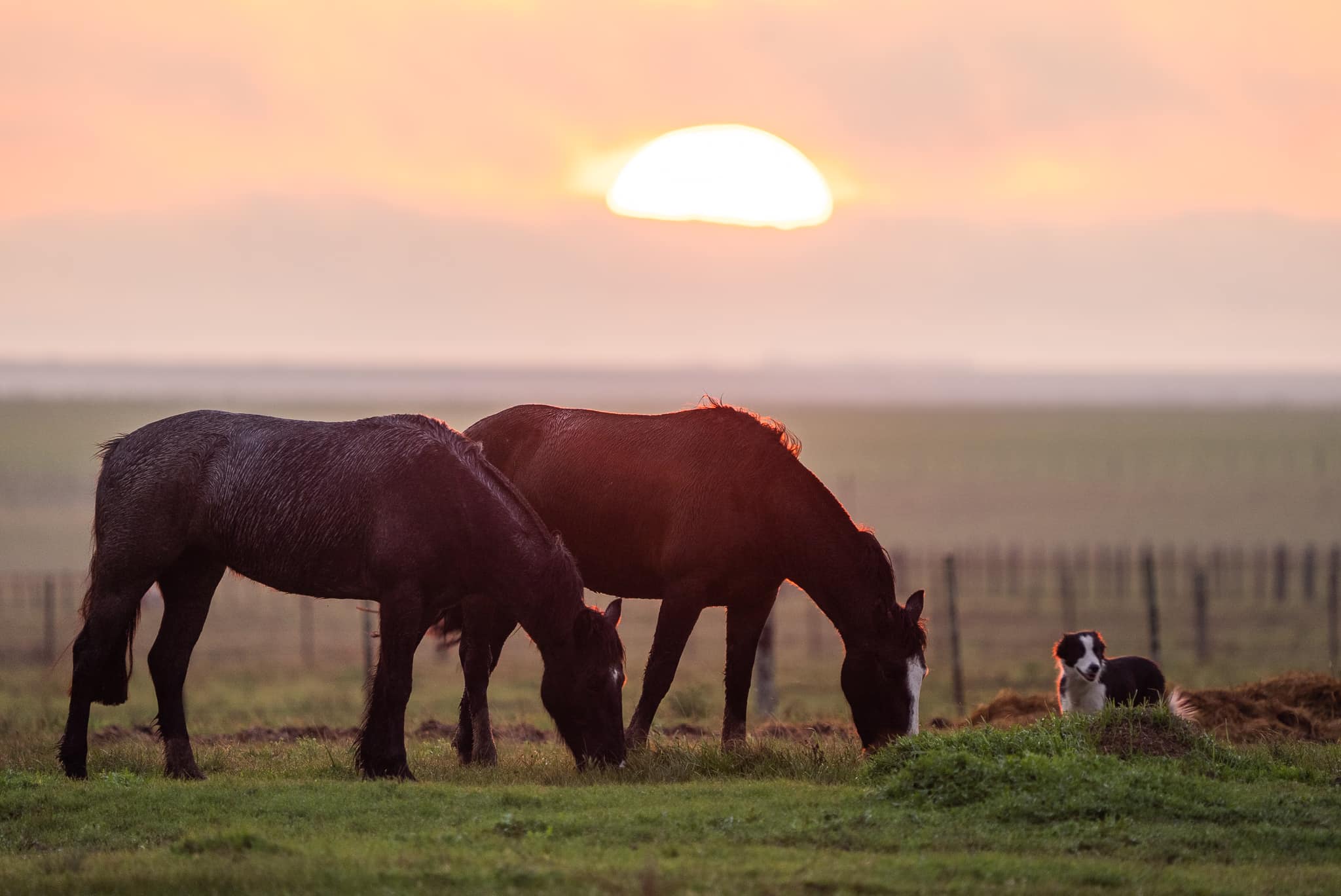 Cavalos Crioulos da GAP no campo ao entardecer
